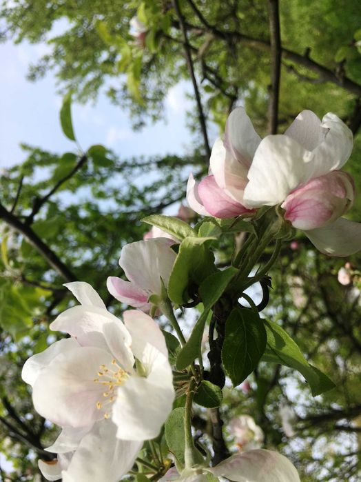 Продам цікаву земельну ділянку 17 соток біля Козова Тернопіль обл.