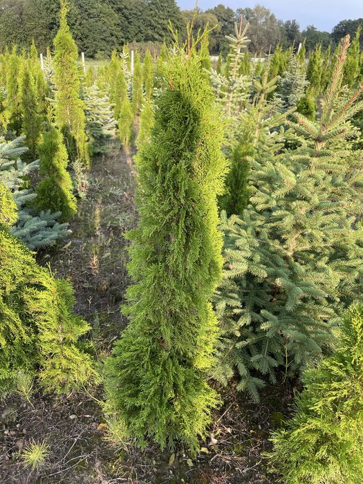 Tuja Thuja Szmaragd Brabant