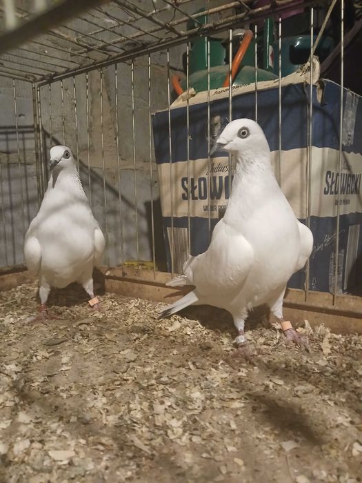 Sprzedam gołębie