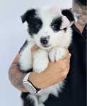 Menina border collie preto e branco