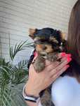 Yorkshire Terrier XXS chłopczyk
