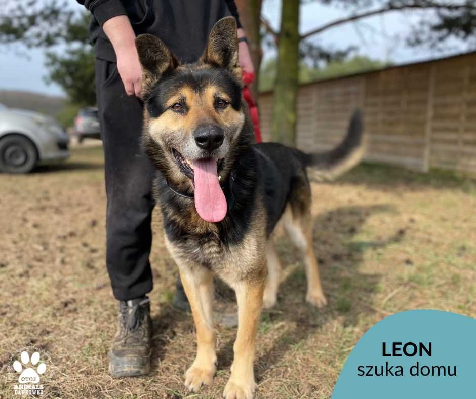 Znaleziono psa w Pieńkowie Leon 2,03,23-gotowy do adopcji!