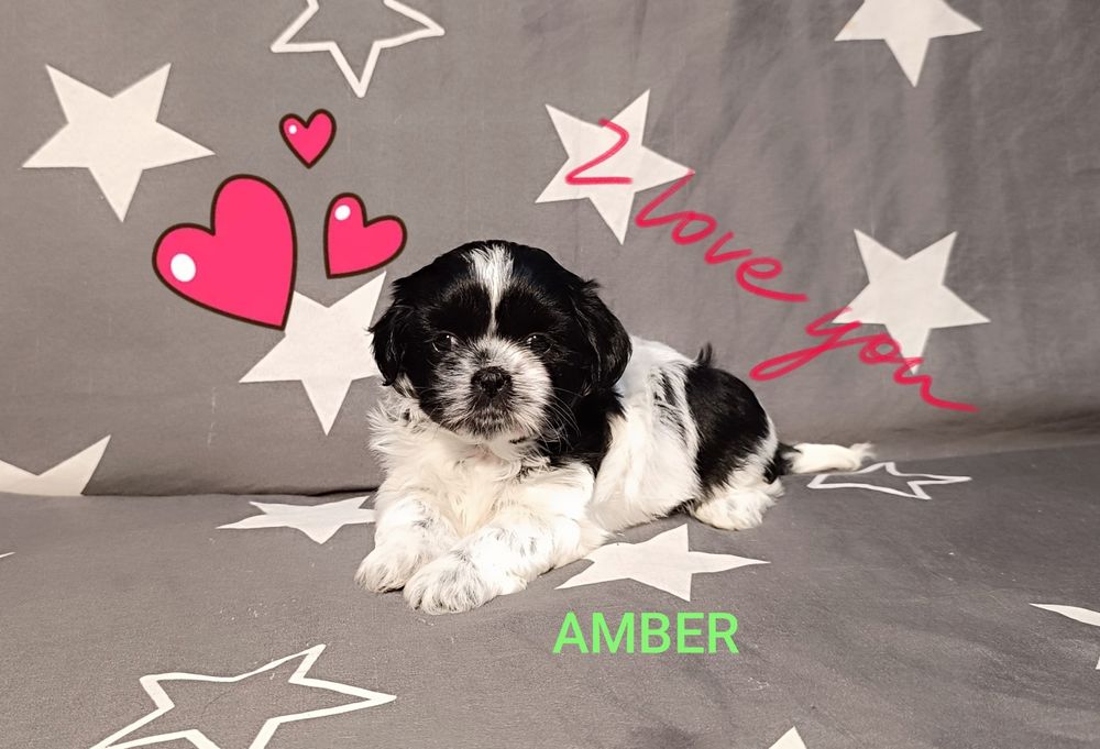 Shih Tzu suczka. Odbiór od 18.10.25