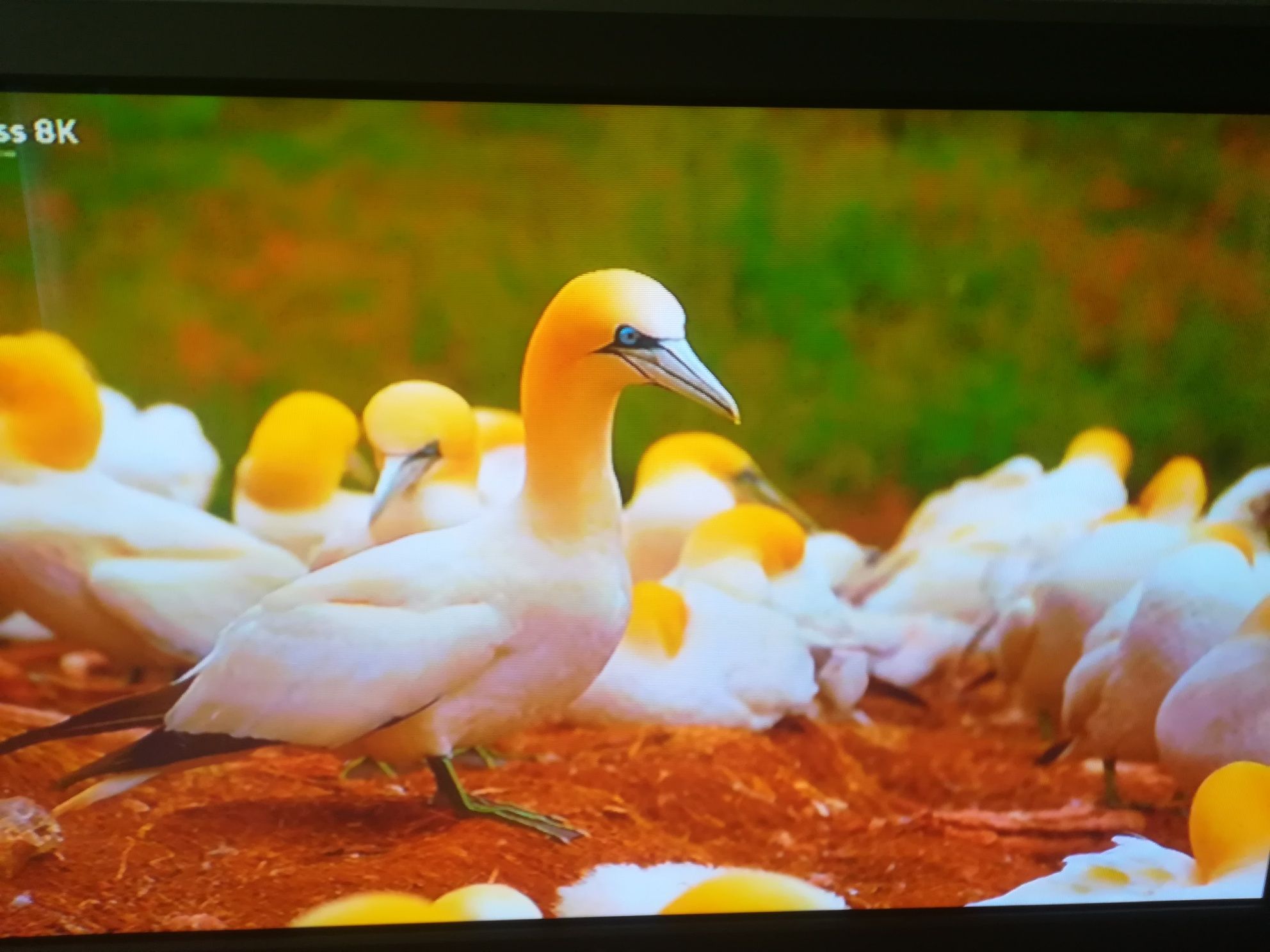 Smart Box X96Q +LG TV. 42*.