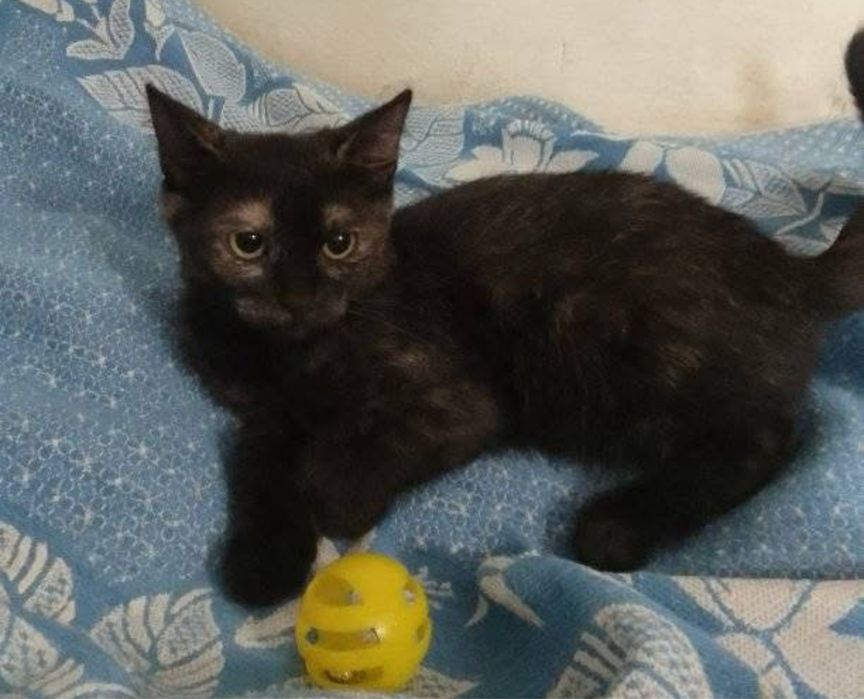 Кошенята 2 місяці в добрі рукі