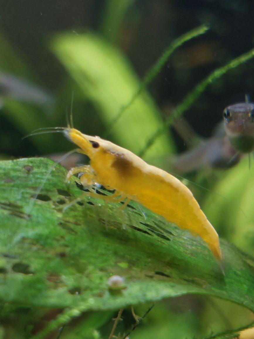 Krewetki neocaridina yellow neon