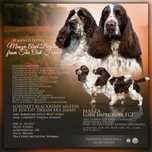 Springer Spaniel Angielski