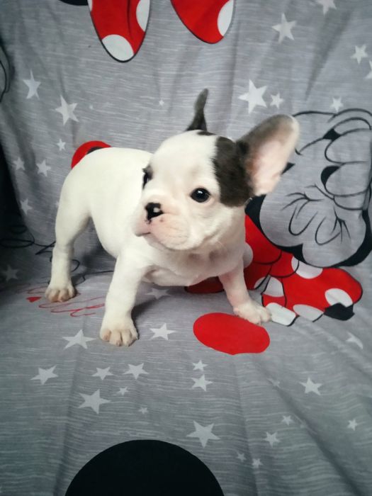 Мальчик и девочка французского бульдога