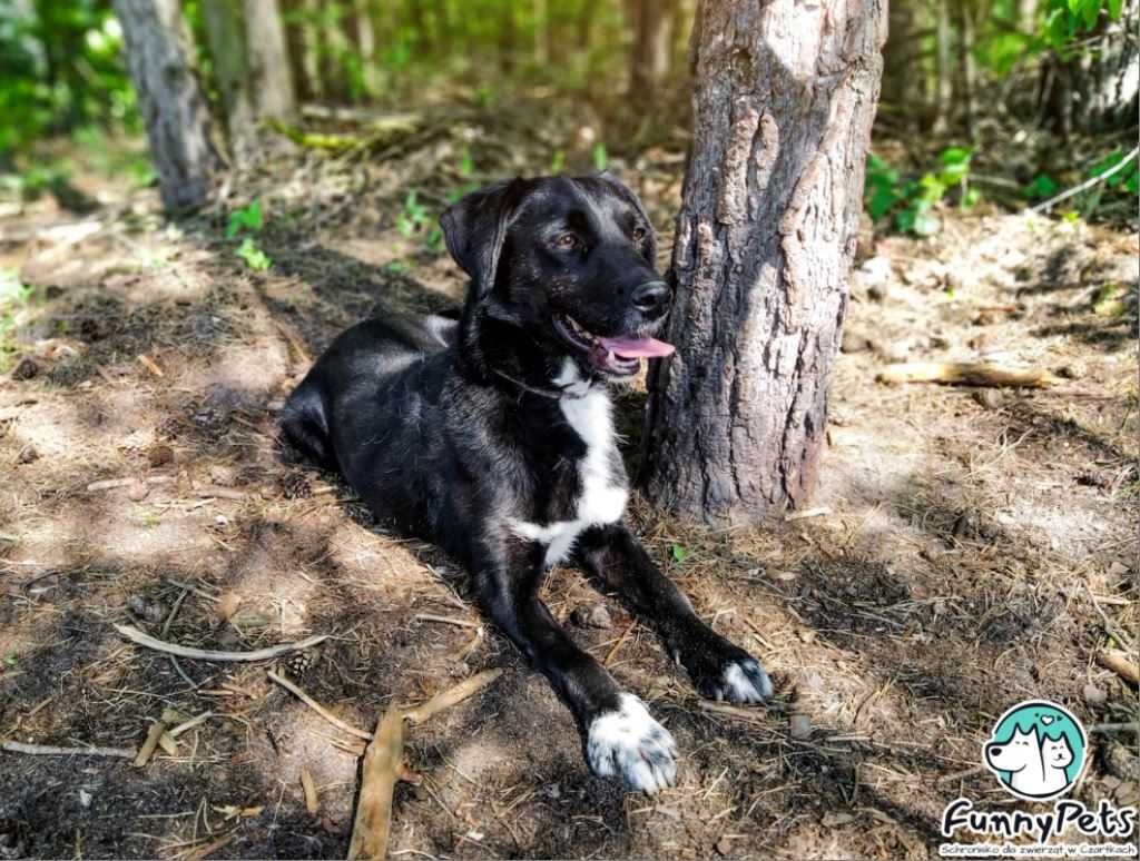 Żywiołowy, przyjacielski Krawat poleca się do adopcji!!!