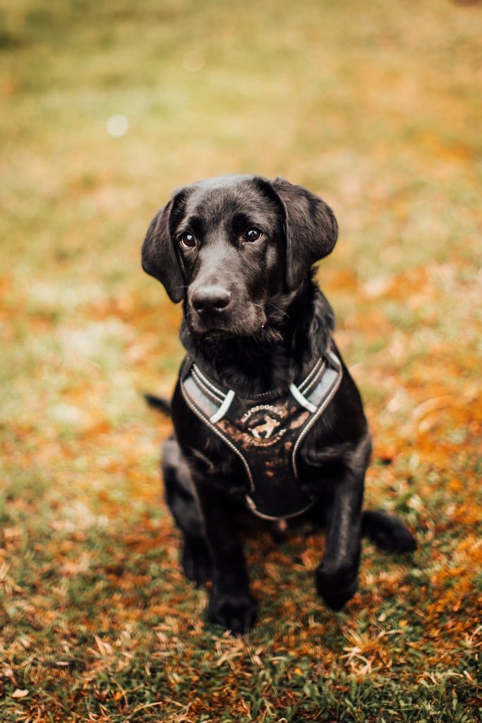 Labrador do adopcji, szczeniak