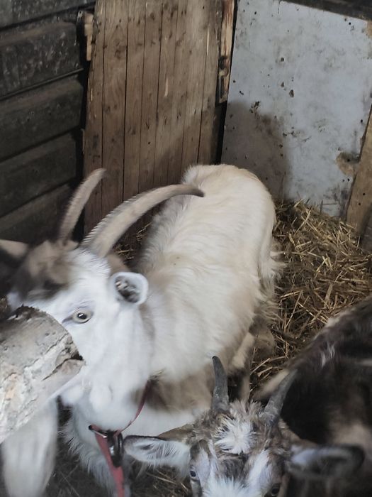 Koza po pierwszym wykocie