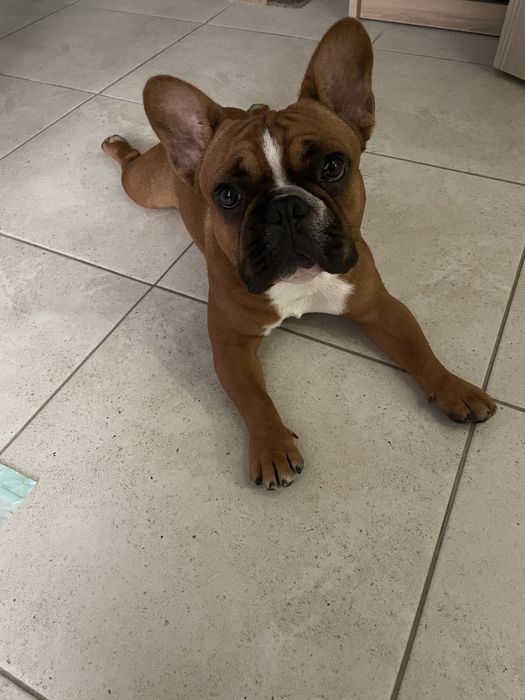 Вязка французкий бульдог