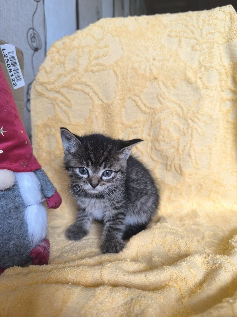 Отдам_ кошки_ котята_ жук
