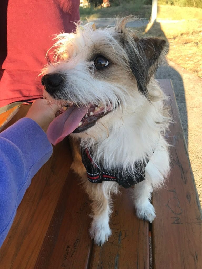 Pet Sitting Lisboa e Arredores