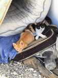 Gatinhos bebés para adopção responsável