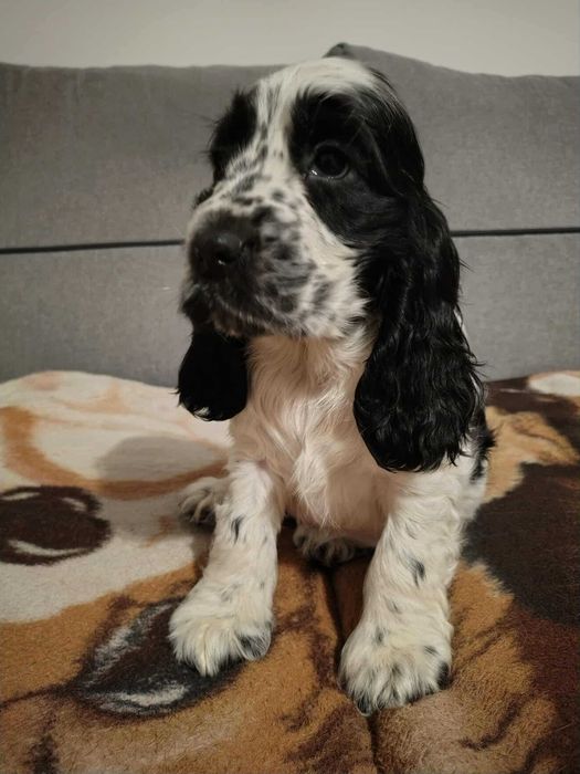 Sunia biało czarna cocker spaniel angielski