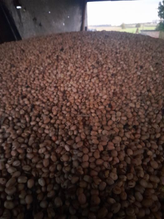 Sprzedam bobik nadwiślański paszowy