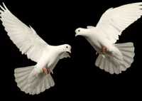 Białe gołębie Ślub