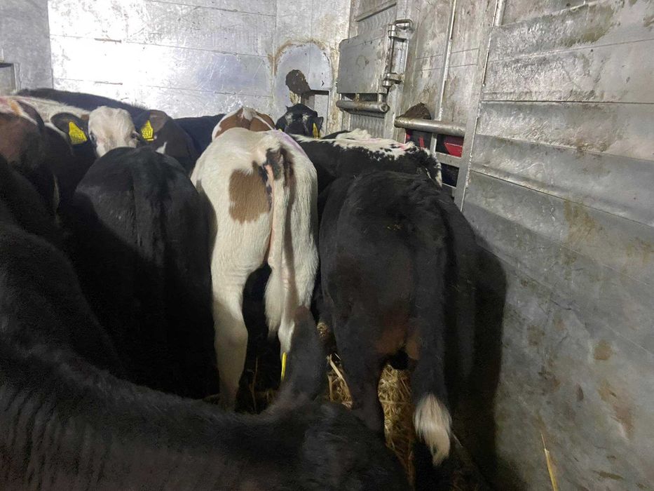 cielaki mięsne byczki jałóweczki