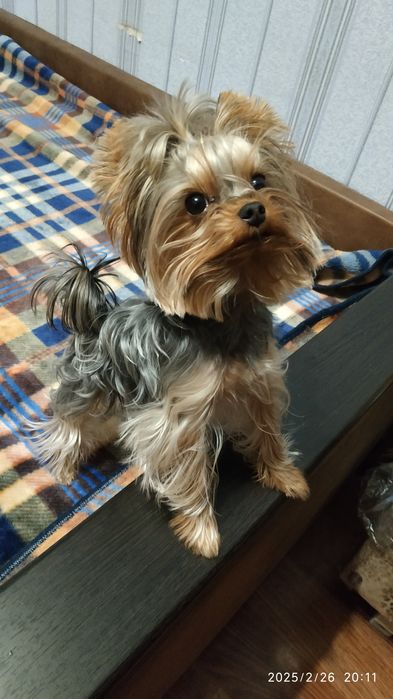 Йорк 1,5 кг познайомиться