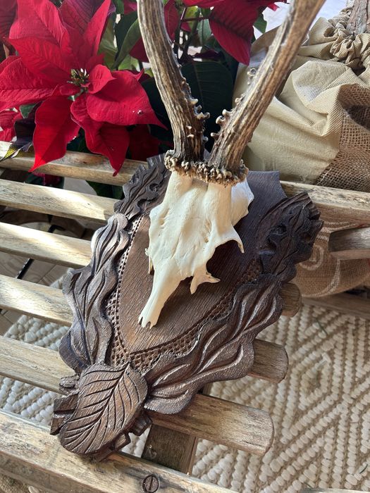 Trofeum myśliwskie/łowieckie jeleń/kozioł z opisem