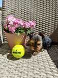 Yorkshire terrier miniatura