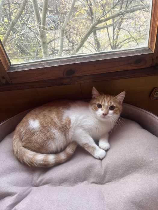 В хорошие руки котик