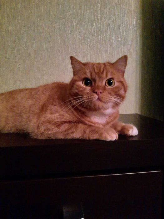 Руденький хлопчик чекає на суперродину