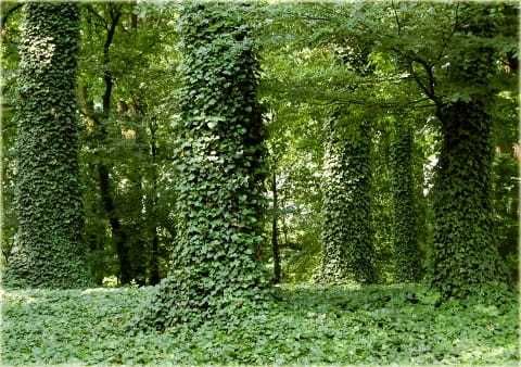 BLUSZCZ POSPOLITY SADZONKI 50 cm 2 sztuki za 1 zł na ŻYWOPŁOT ściany