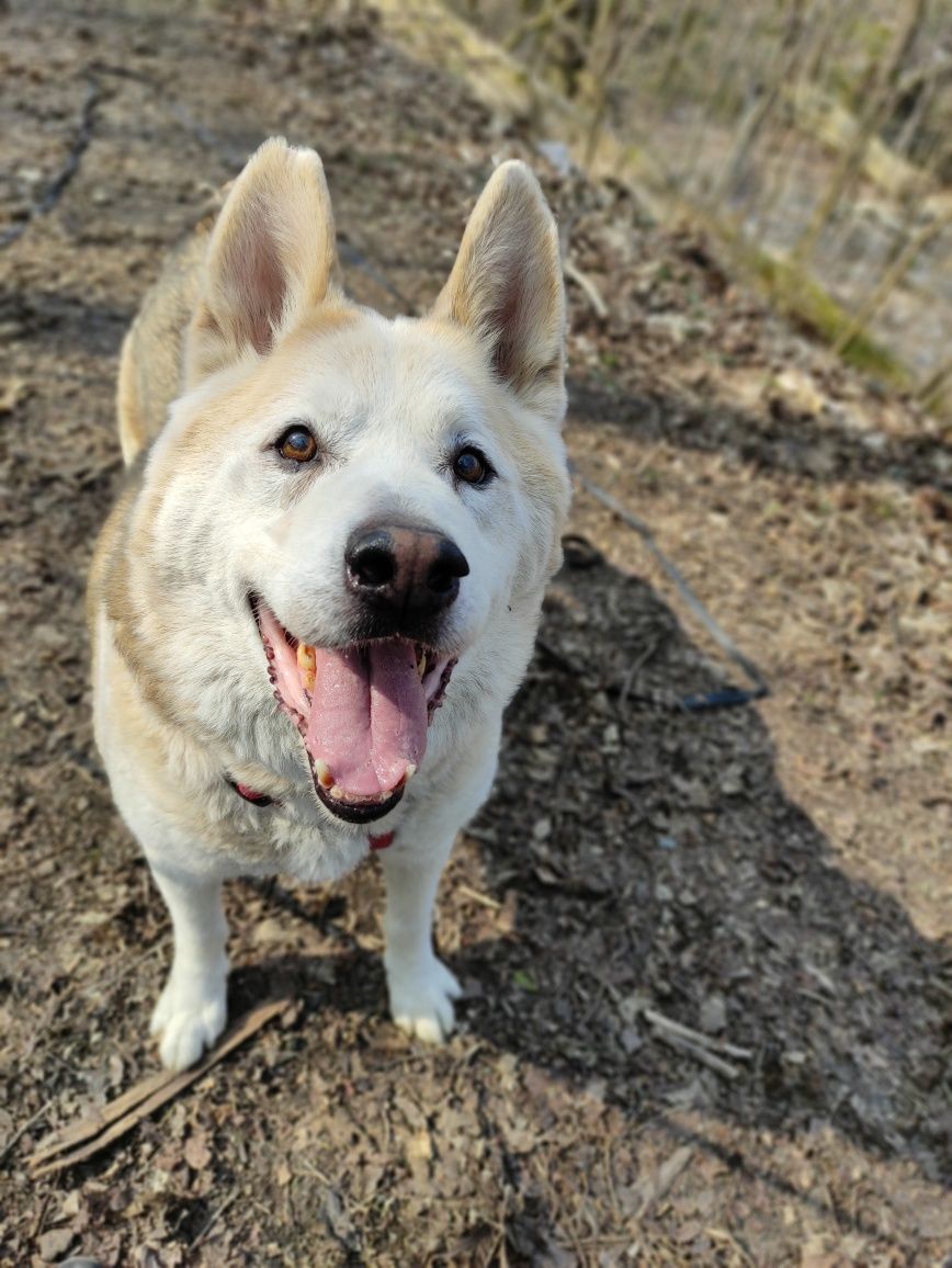 Bruno - do adopcji