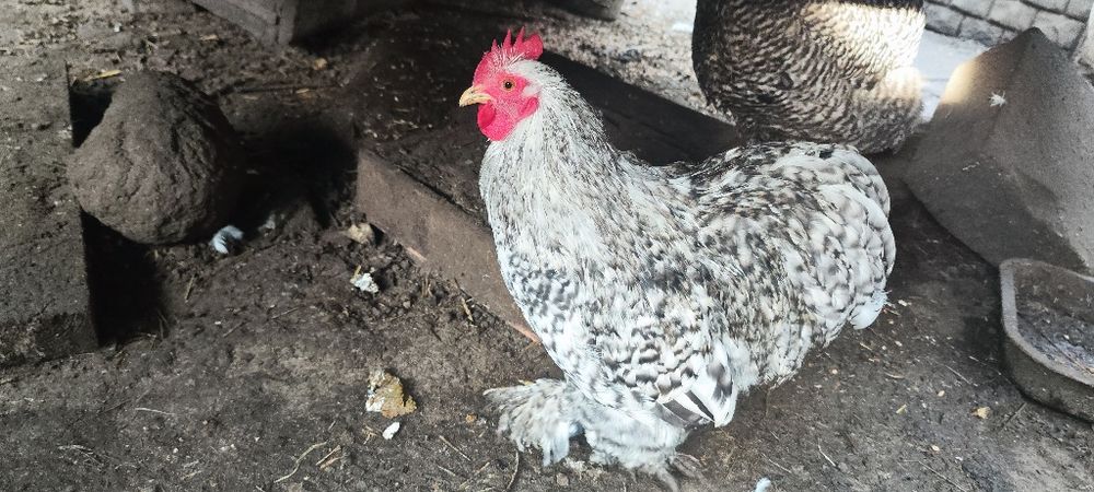 Kochin karzełek ,miniatura, miniaturowy.