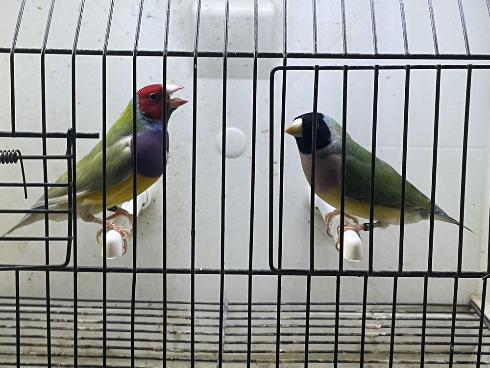 Diamantes de gould