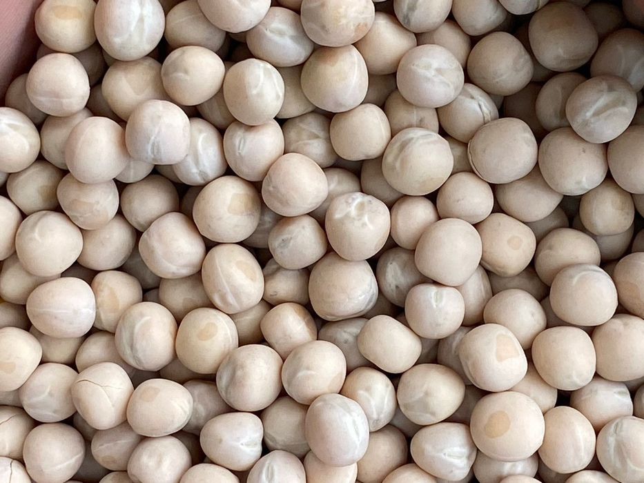 Пшениця тверда durum та горох озимий