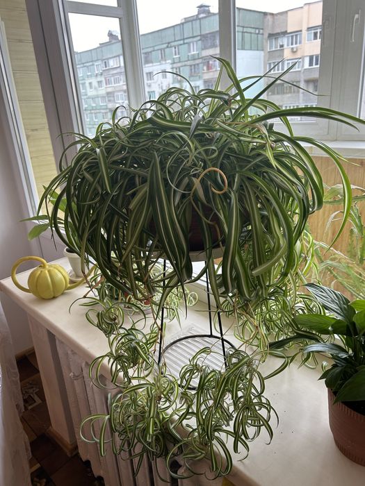 Хлорофитум кудрявый. Высота 30 см, ширина 50 см