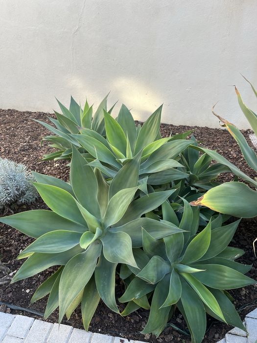 Plantas Agaves (vários tamanhos)
