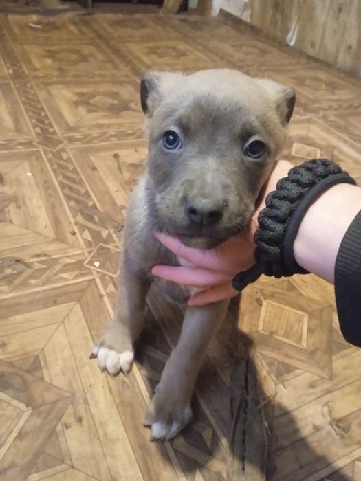 Видам    в  добри   рукы