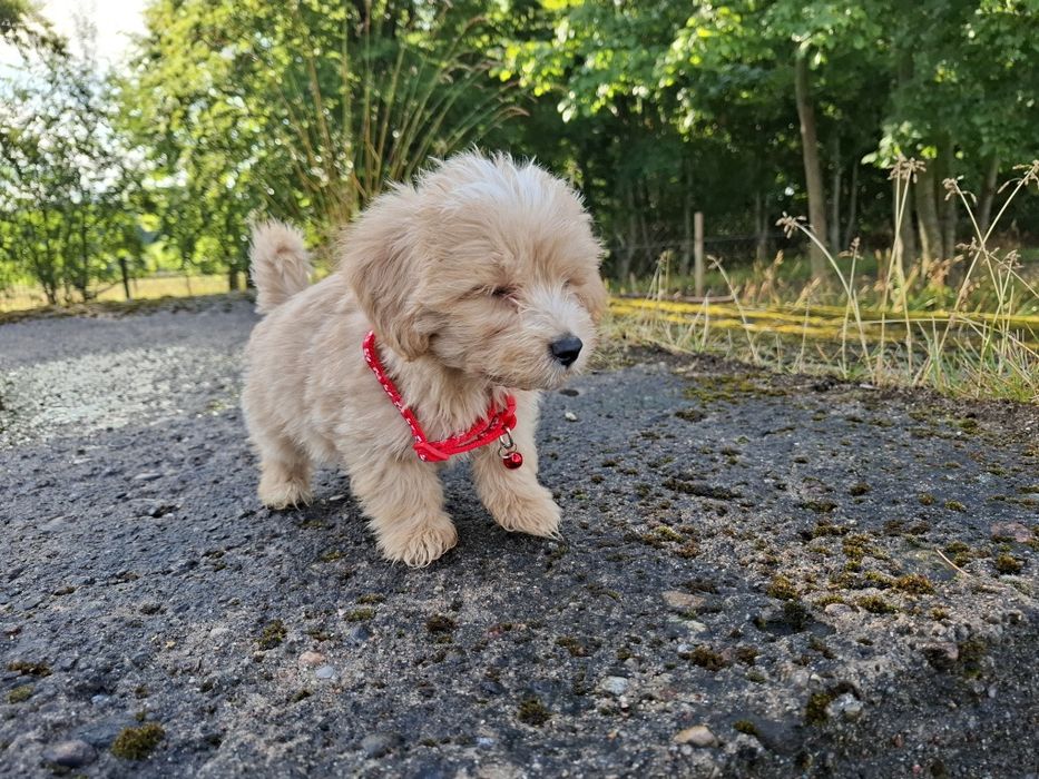 maltipoo szczeniak