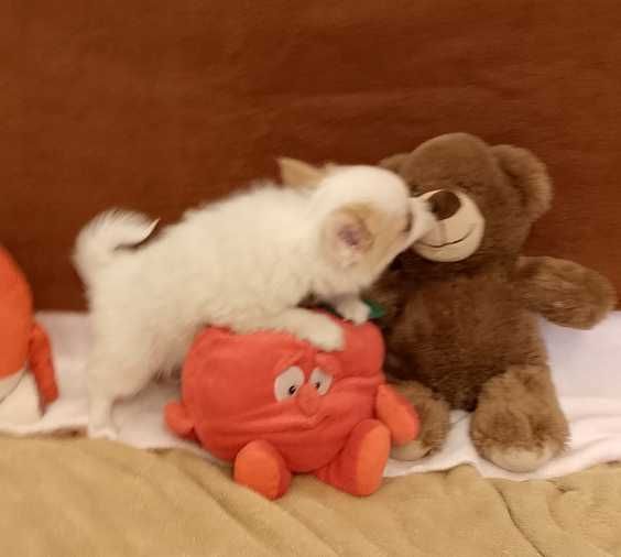 Chihuahua chłopiec długowłosy