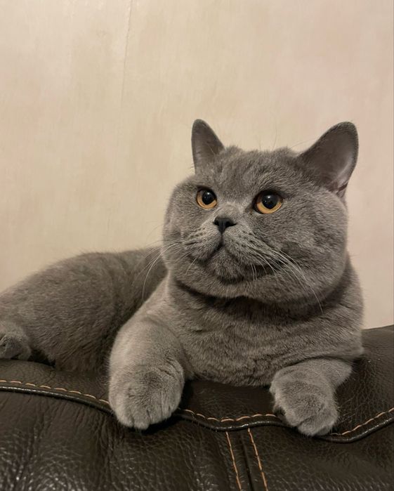 Вязка Британский чистокровный кот