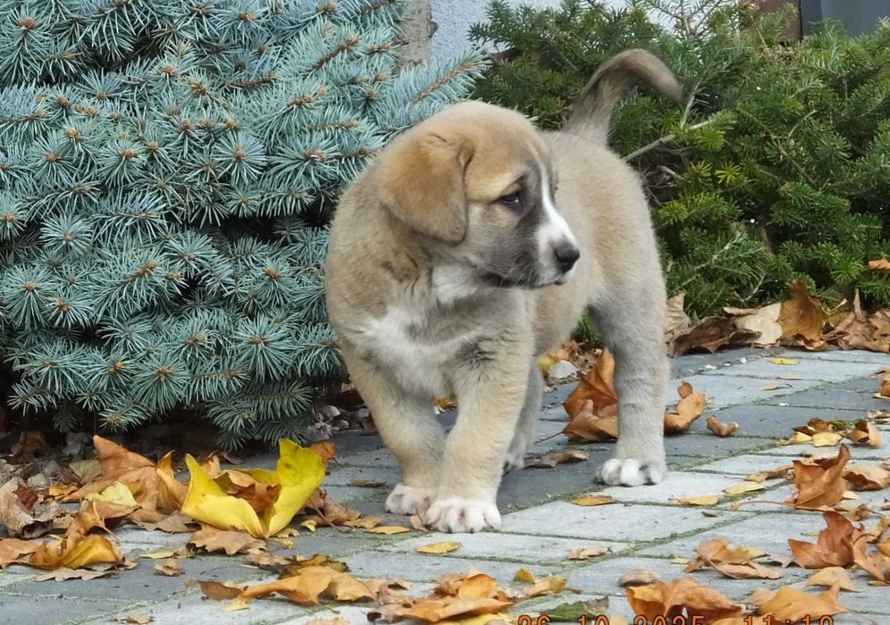 Owczarek Środkowoazjatycki suczka