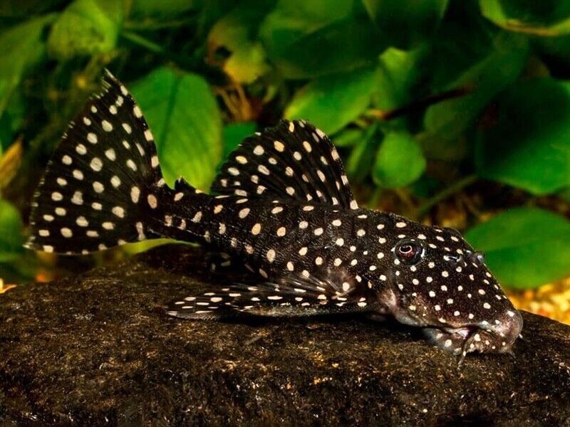 L029 Pleco - Leporacanthicus Galaxias 12-14cm