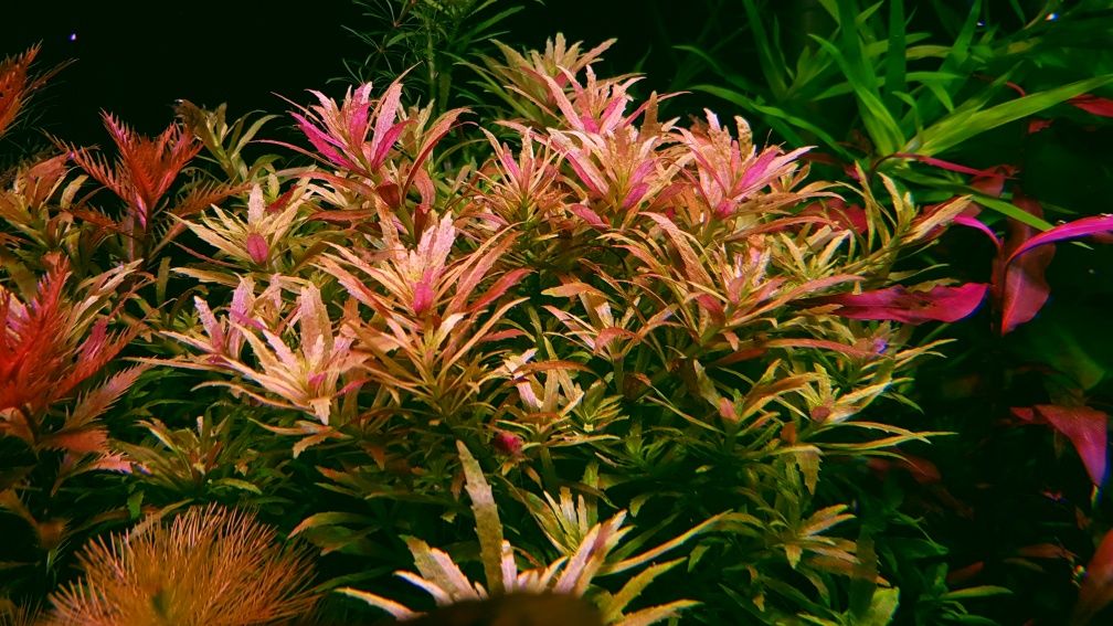Limnophila aromatica mini - roslina akwariowa