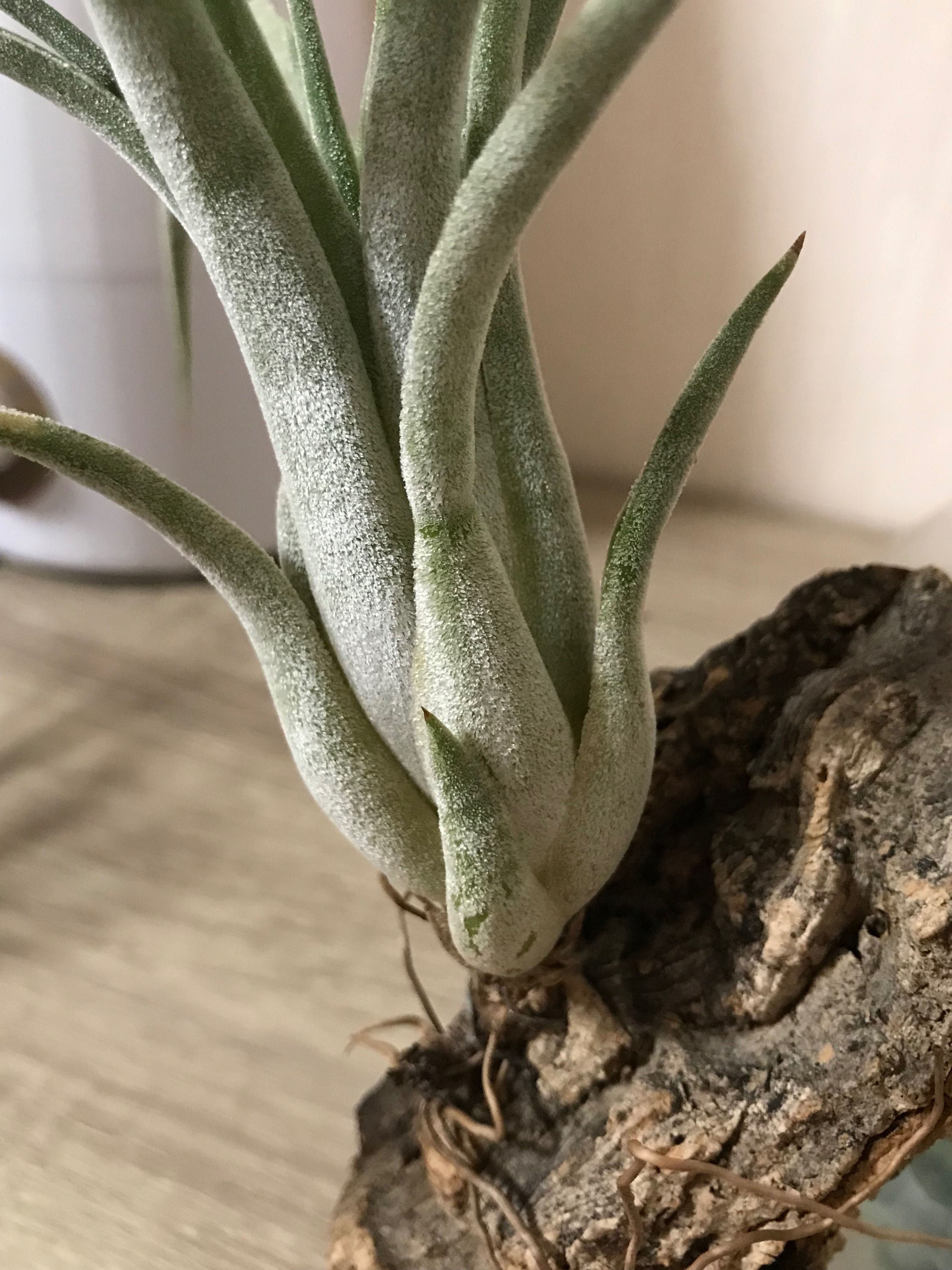 Тилландсия Tillandsia paucifolia red hybrid на коре Пробкового дерева.