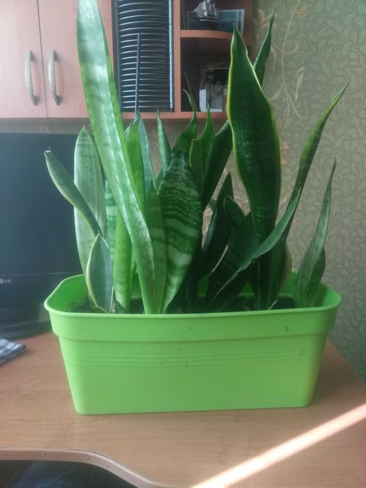 Продам сансевієрію Laurentii