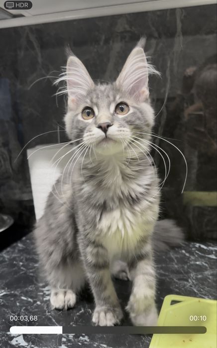 Мейн кун блакитна таббі