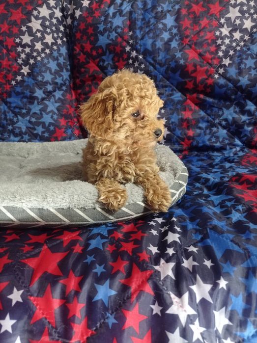 Мальтіпу хлопці і дівчата