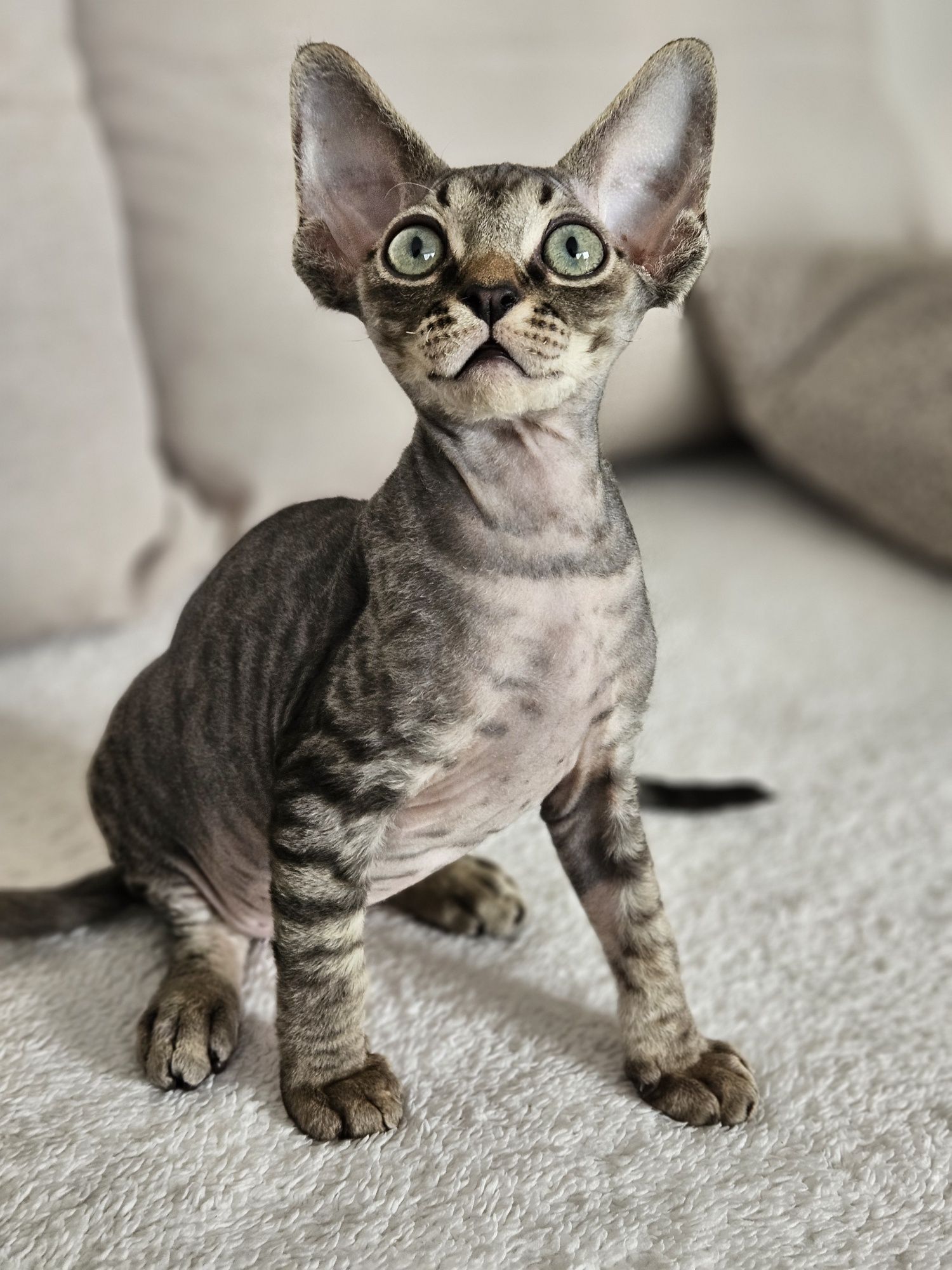 Kocurek Devon Rex