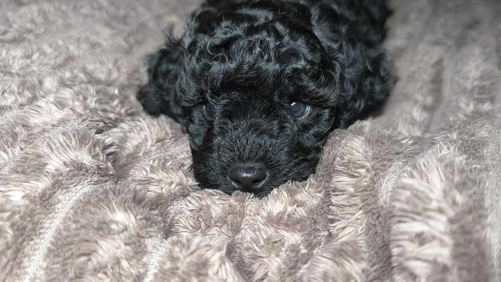 Маленький мальчик