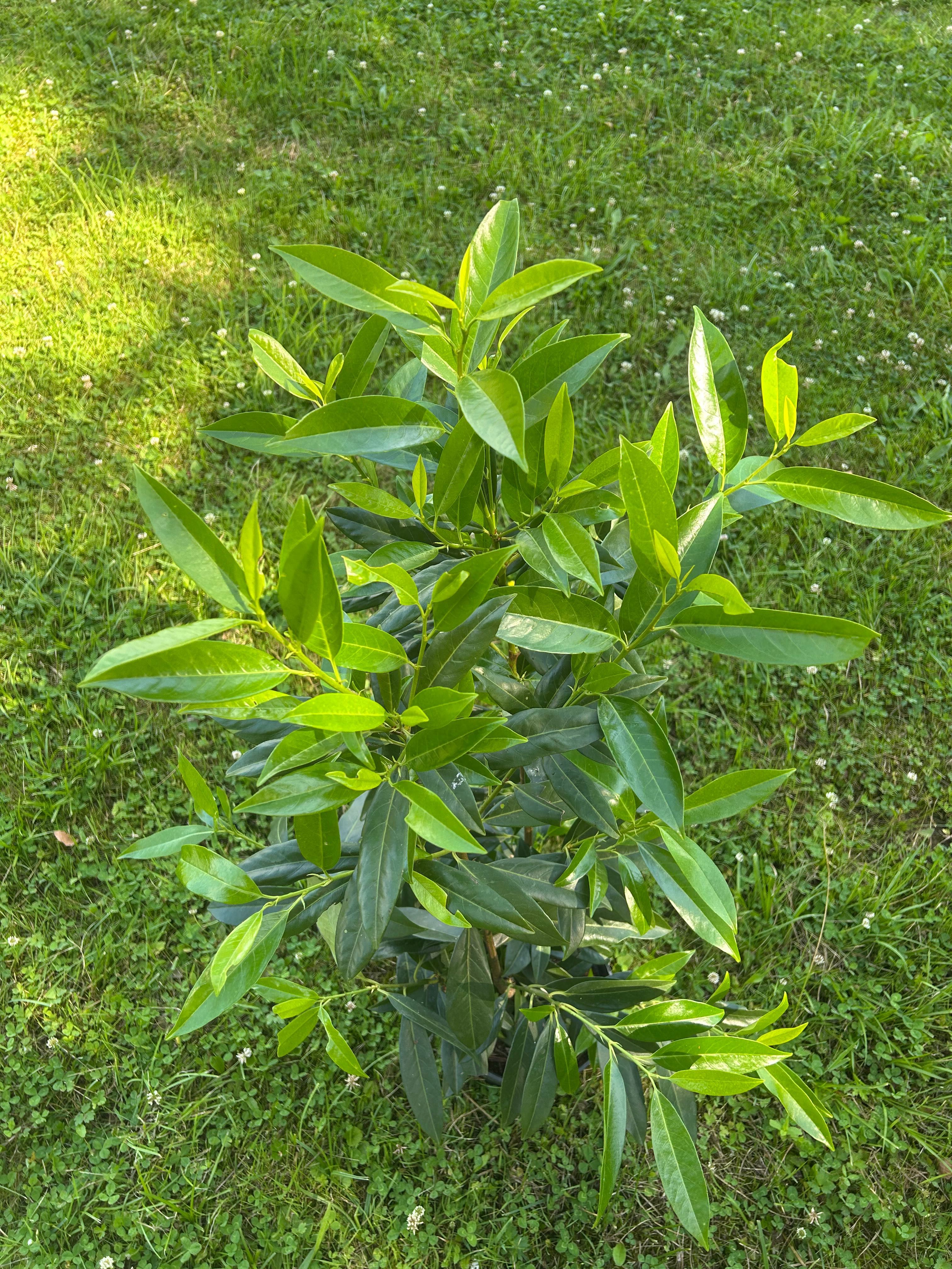 Laurowiśnia caucasica