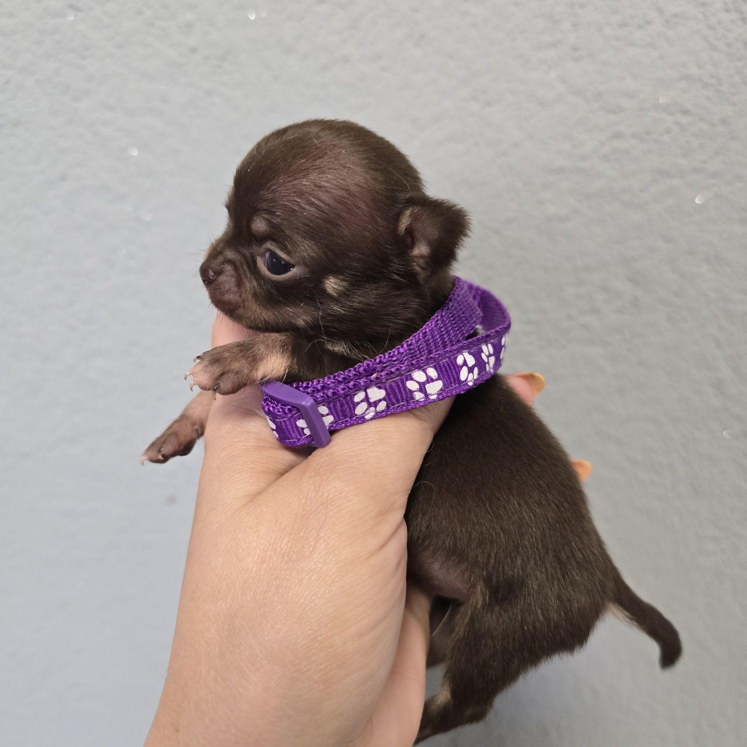 Chihuahua samiec czekoladowy podpalany xs